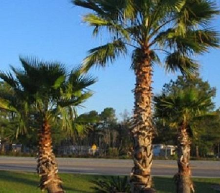 Oasis Lodge - Carrizo Springs Экстерьер фото